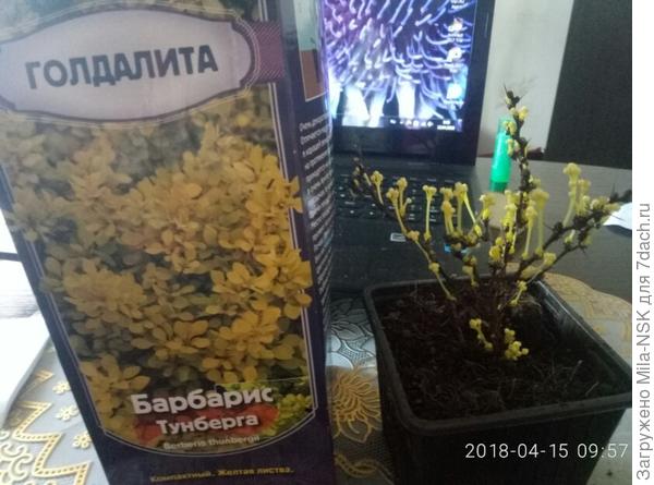 барбарис т. Голдалита