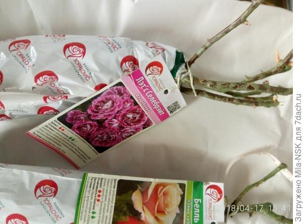 Состояние роз хорошее. Стебли зеленые, с небольшими ростками.