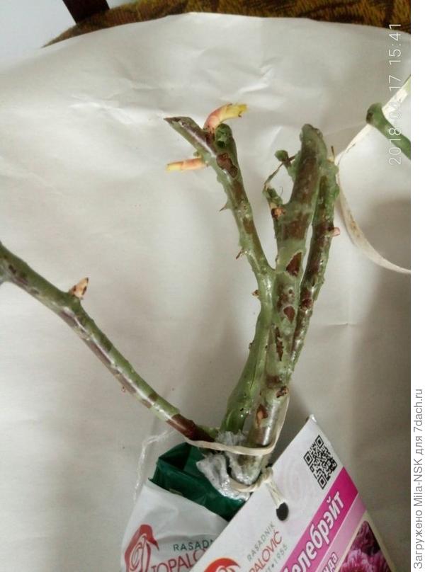 Лет,с Селебрейт