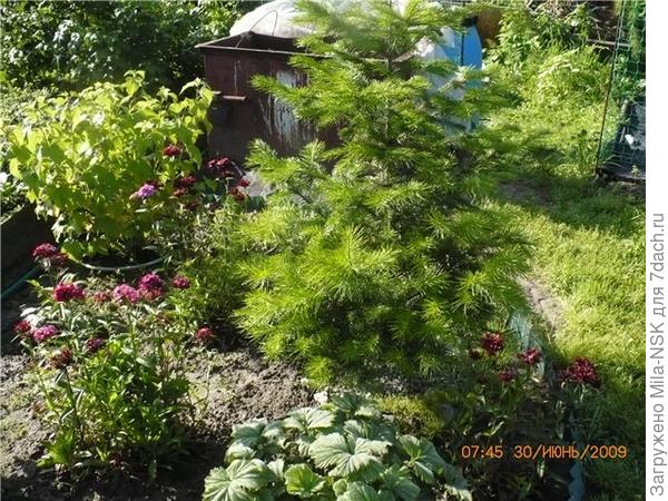 Это она в 2009 г., через год после посадки