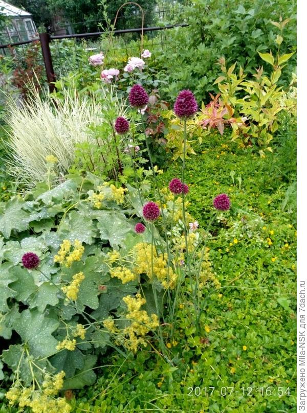 У меня они во всех цветниках!