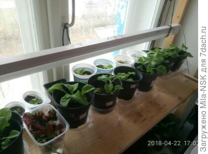 А петунии-малышки пока еще в тепле.