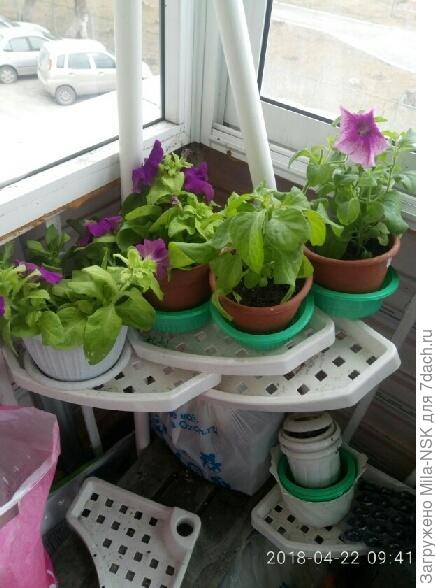 Только взрослые "дамы" нежатся на балконе.