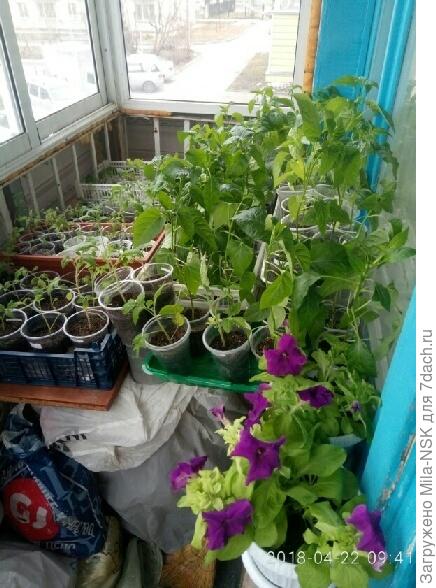 Цветочно-овощная плантация