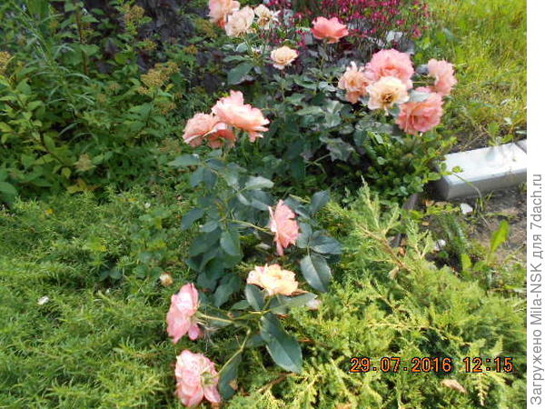 Вот здесь слева от розы виден флокс шиловидный, а справа можжевельник