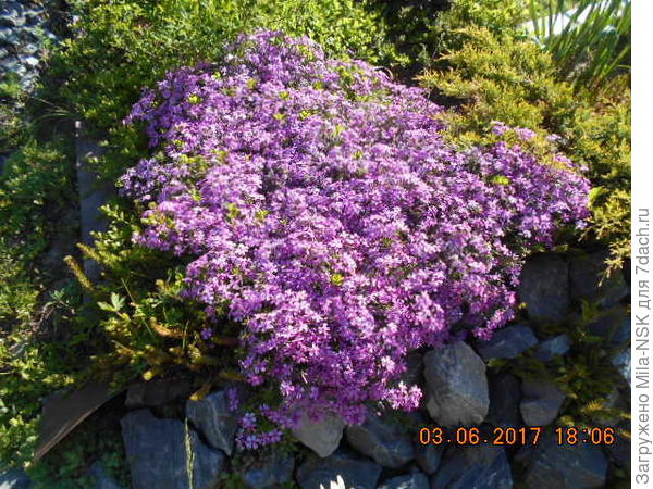 вот такая куртина размеров примерно 50*80 см у меня выросла за 2 сезона из небольшого кусочка, причем я его постоянно прореживаю. Вернее, с одного края возле розы постоянно отчекрыживаю, чтобы розу не задавил.