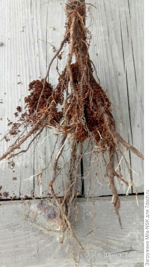 Корешки крупным планом.