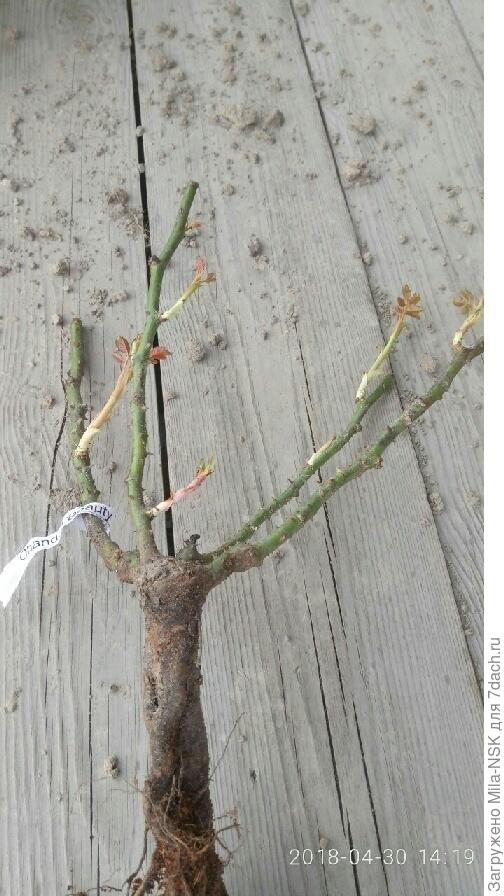 Вершки крупным планом.