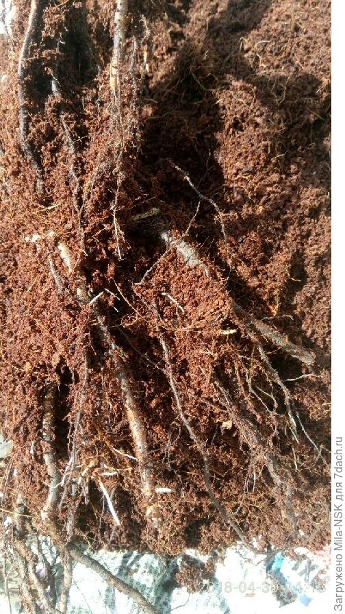 С другой стороны их еще больше. Они отросли потому, что кокосовый субстрат я смочила р-м эпина.