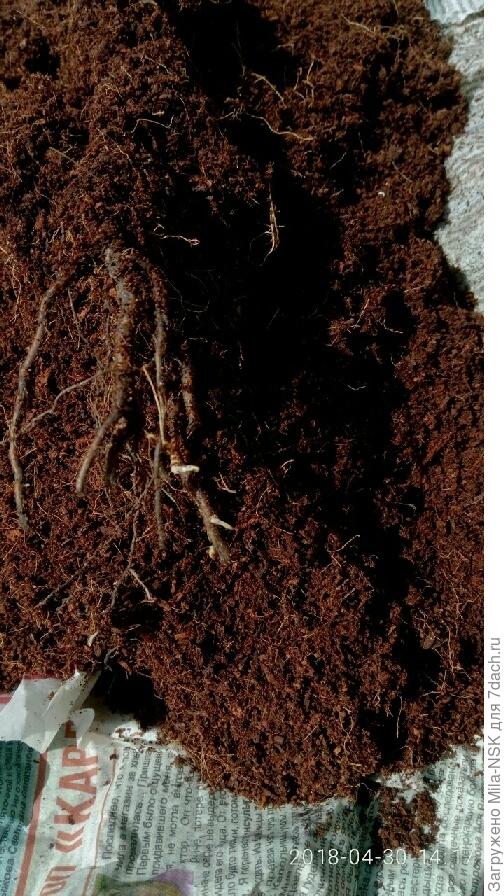 Аккуратно освободила розочку от кокосового одеяла. Как видим, на корнях появились белые всасывающие корешки.