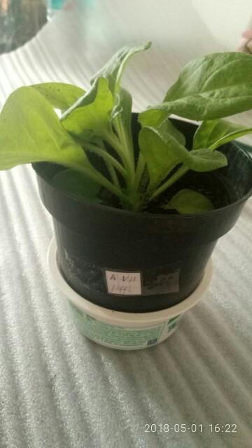 Марко Поло лиловая, здесь четко видно, что петуния растет кустиком.