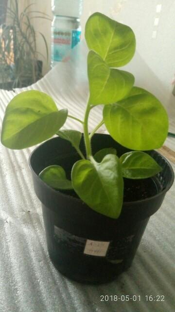 МП красно-белая.