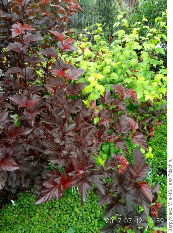 На переднем плане он же, дальше лимонно-желтый Наггетс