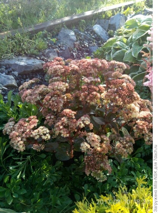 Один из моих любимчиков