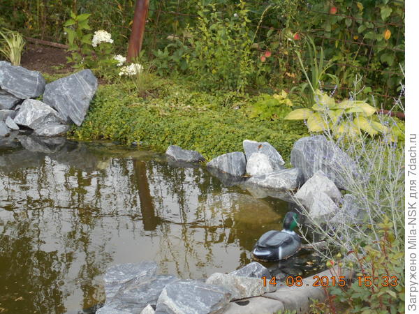 Вот этот вербейник был натыкан по краю водоема в июне 2014. За лето он покрыл бережок и спустился зеленым водопадом к воде.