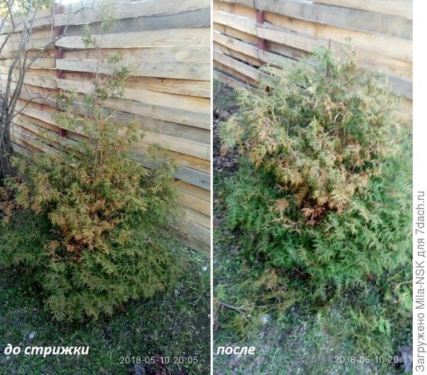 В сравнении: До стрижки и После...