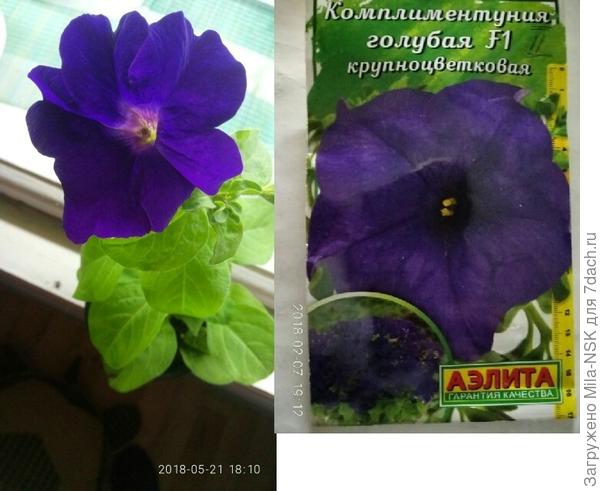 Сравнение с рисунком на пакете.