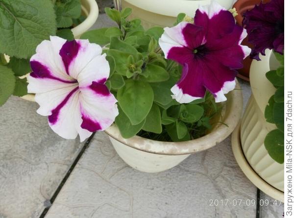 &quot;близняшки&quot;: третий цветочек виден справа, он чисто филетовый. И все на одном кустике. По описанию должен быть бордовый с белыми полосками посередине вдоль лепестка. Он тоже был, но позже.