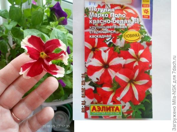 Кроме белых полосок посередине лепестка, у них еще и белые окантовки.