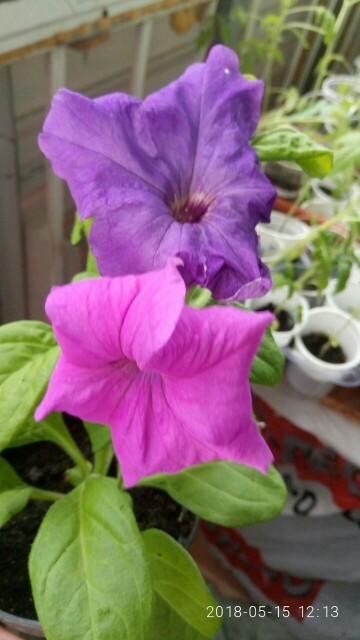 два цветочка на одном растеньице