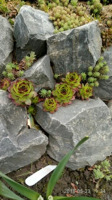 Веселая семейка