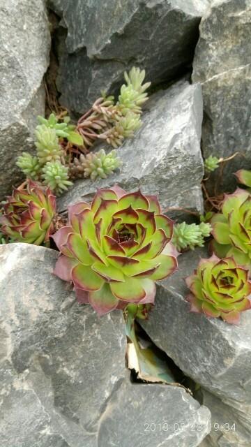 Папочка веселой семейки