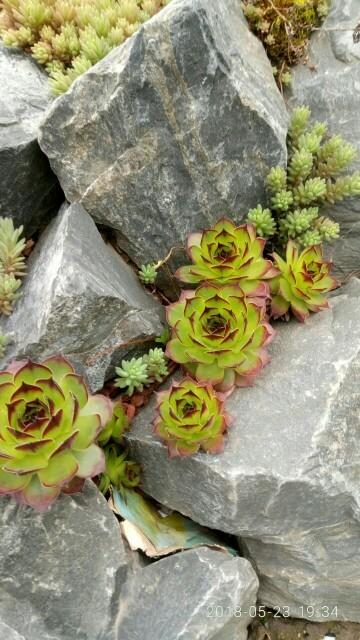 Мама с детками