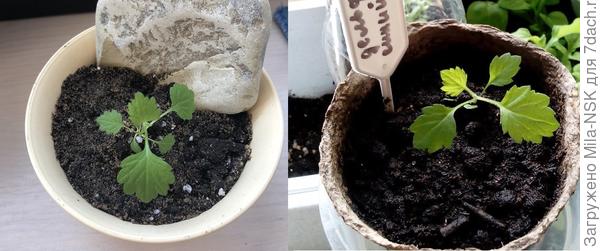 слева ваша растюшка, справа сеянец дельфиниума