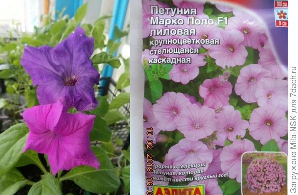 Марко Поло лиловая