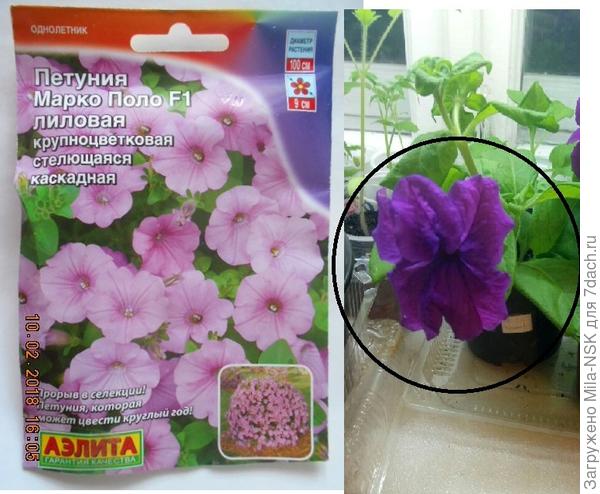 Марко Поло лиловая