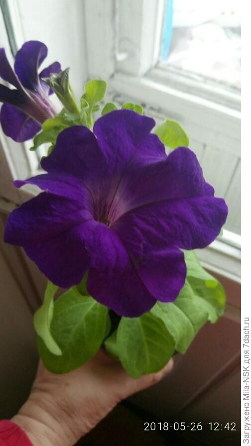 Комплиментуния голубая, цветок 26 мая