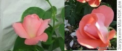 Вот справа фотка из Энциклопедии роз. И по форме и по цвету практически один в один, как у вас.  Поэтому говорить отом. что пересорт, рано.