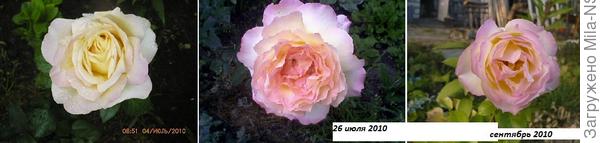 Три таких разных цветка одной &quot;Глаши&quot;