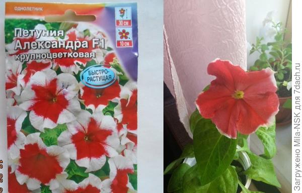 Сравнение картинки и реала