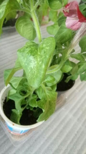 На листьях появились какие-то пятна. Причем, только на этой,  единственной