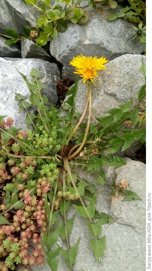 жажда жизни