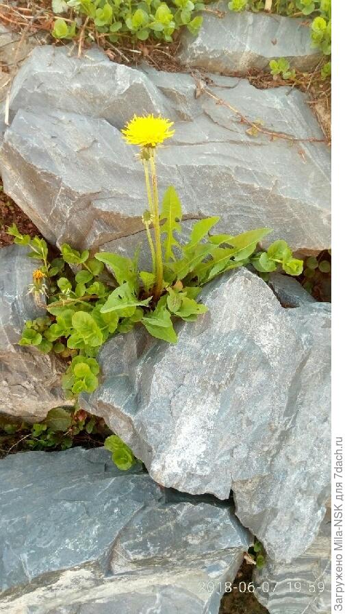 Цветем в любых условиях