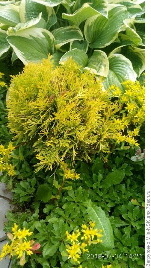 Туя Амбер глоу