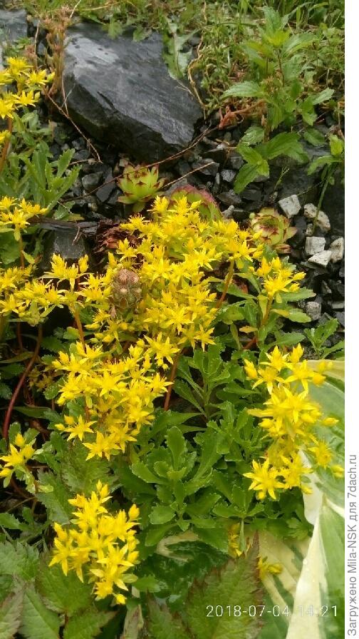 И еще очиток