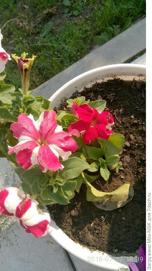 такими они были 12 июля