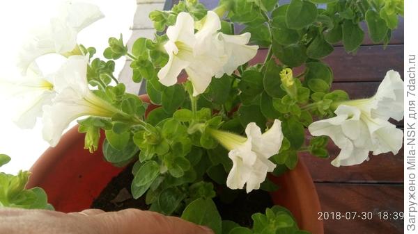 30 июля 2018 г.