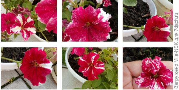 Такие разные "сестрички": МП красно-белая... И это все на одном кустике.