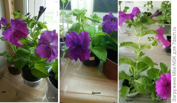 Первые цветы