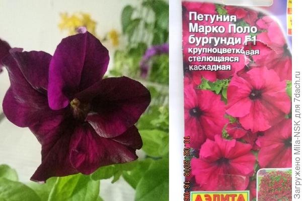 Сравнение цветков