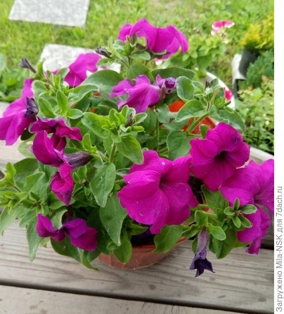 4 июля в горшке