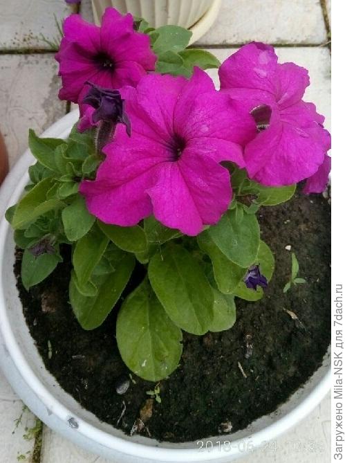 24 июня, в кашпо