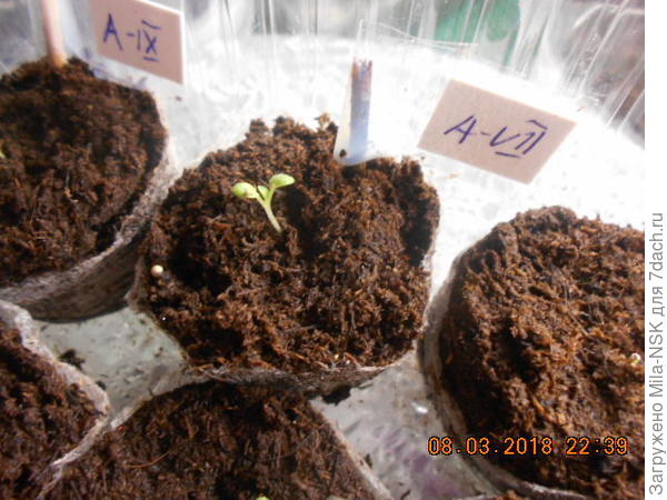 В таблетке Jiffi