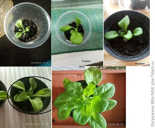 Из таблетки Jiffi