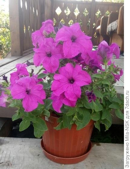 19 августа - профиль