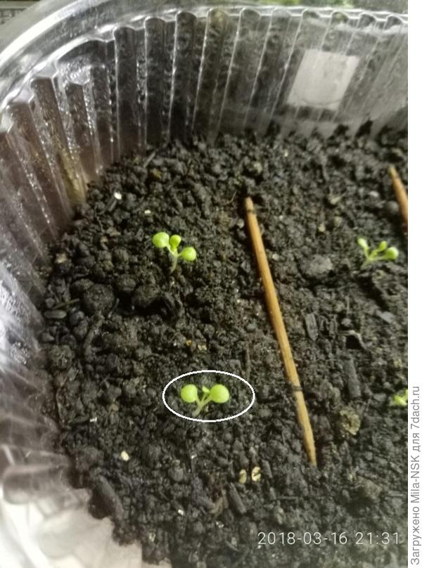 в грунте у второго сеянца